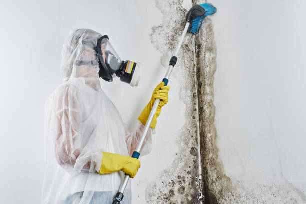 Professional Mold Removal in Pearl, MS